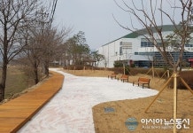 증평 연천변, 왕벚나무 가로수길 조성