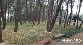 서천군, 장항 솔바람길 전국적인 명소로 키운다