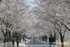 달창지길 벚꽃축제 개최…유가면 경로잔치 함께 열려