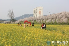 밀양시 가곡동 체육공원 유채·벚꽃 만개