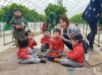 충주지역 어린이집 원생들 “딸기 맛있어요”
