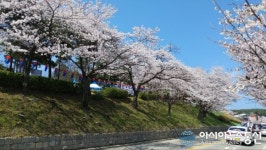 에스에프아이스하키 | 아이스하키와 함께하는 벚꽃 향연