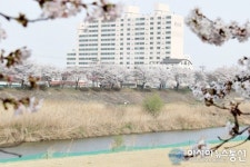 [포토]세종시 조천변 ‘개나리’ 아파트 앞에 핀 ‘벚꽃’