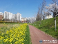 목포시, 삼향천 따라 봄꽃 구경하세요