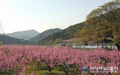 영덕은 지금 복숭아꽃 천지...무릉도원