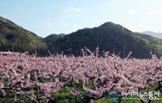 복사꽃향에 묻힌 영덕 신안마을