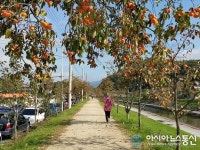 ‘감고을’ 영동군, 감나무가로수길 ‘명품화 박차’
