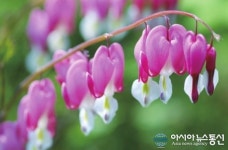 세종시, 21~23일 도담동 싱싱장터서 야생화 전시회