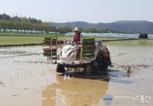 대구지역 첫 모내기…달성군 다사읍 문양리서
