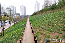 [포토]세종시 가재마을 가온누리 무궁화동산 봄꽃 활짝