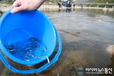 산청군, “올해 경호강 은어 풍년 기대하세요!”