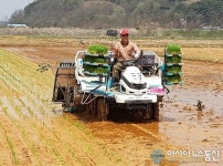 보령서 첫 모내기로 풍년 영농 스타트!