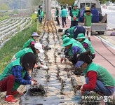 충주 목행용탄동 새마을협, 바늘꽃길 조성