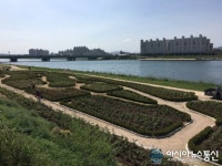 포항시, 형산강 장미원 5월 중순 조성