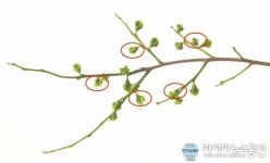 경상남도농업기술원, “고품질 단감은 꽃봉오리 솎기부터”