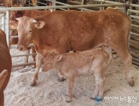 경상남도, 한우암소 사양기술관련 ‘정부공모 연구과제’ 따내