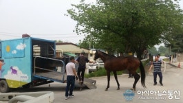 산청군, “경주마 승마체험 가능해 진다”