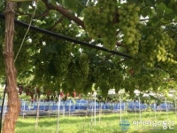 [모바일 장네크 소상공인 이강안 센터장] 청정지역 태금농산 포도농장을 소개한다