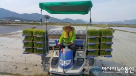 김석기 의원, 안강서 모내기 일손 돕고 농정애로 청취