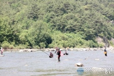 산청군, “경호강에 은어가 돌아왔다”