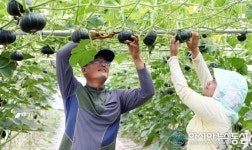 함평군 맛 좋은 단호박 수확 한창