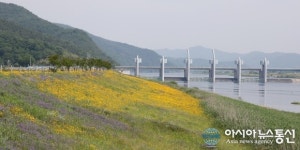 합천 청덕면, 합천보 제방 금계국 꽃으로 황금빛 물결