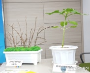 돌발해충 박멸 충남농기원, 시·군 공동방제 추진