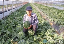 ‘청주 명품’ 청원생명 맛찬동이 수박, 내일 첫 출하