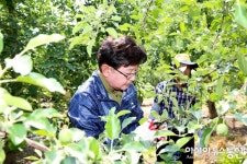 권영세 안동시장, 봄철 농촌일손돕기에 구슬땀