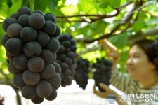 탐스럽게 익은 경산 거봉포도