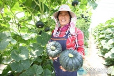 ‘한손에 쏙’해남 미니 밤 호박 본격 출하