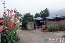 울진 접시꽃 피는 고샅길 풍경