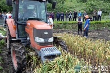 서천군, 논 마늘 2모작, 일괄 기계화로 노동력 41% 절감
