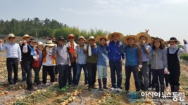 명현관 도의원, 영농철‘양파캐기’일손 도와