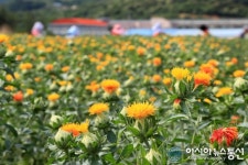 산청지역자활센터 올해 첫 홍화꽃 수확