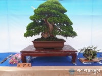 합천 백무종 씨, 제6회 대한민국 분재대전 ‘금상’ 수상
