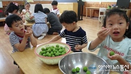 앙성초병설유 “고사리손으로 매실청 담가요”