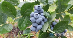 산청 블루베리 2시간만에 1톤 팔려 ‘대박’