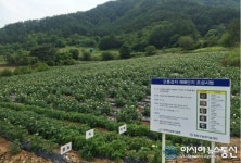 평창군, 품질·맛 좋은 ‘오륜감자’ 재배단지 육성