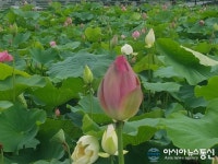 밀양 연꽃단지에 연꽃보러 오세요