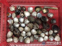충남도 조개의 여왕 백합 되살린다