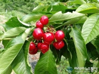 경상남도농업기술원, “체리 품질향상은 여름철 관리가 중요”