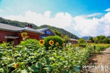 코레일, 해바라기 활짝 핀 명봉역에서 간이역 이벤트 실시