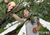 김천자두ㆍ포도축제 수확체험농장 인기