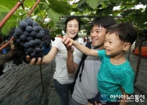 김천자두ㆍ포도축제 수확체험농장 인기