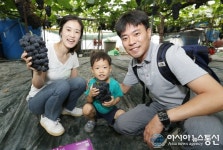 김천자두ㆍ포도축제...포도 직접 따세요