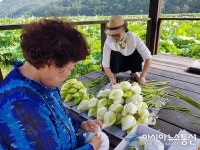 평창군 미탄면, 서시래 연화마을(창2리)···은은한 연꽃향기 수확 한창