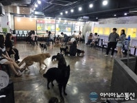 안양 애견카페, 지역 유기 견 보호 개선을 위해 수익금 기부와 카페 봉사활동