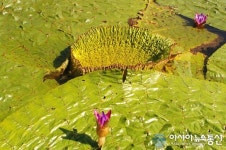 4년만에 활짝 핀 창녕 우포늪 가시연꽃