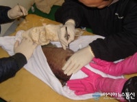 경상남도수산자원연구소, ‘능성어’ 수정란 대규모 분양
